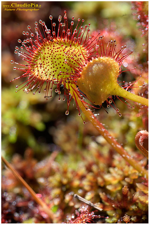 drosera rotundifolia, pianta insettivora, rosolida, pianta carnivora,  pinguicola drosera val d'aveto